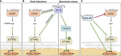 Nucleic Acid Immunity and DNA Damage Response: New Friends and Old Foes